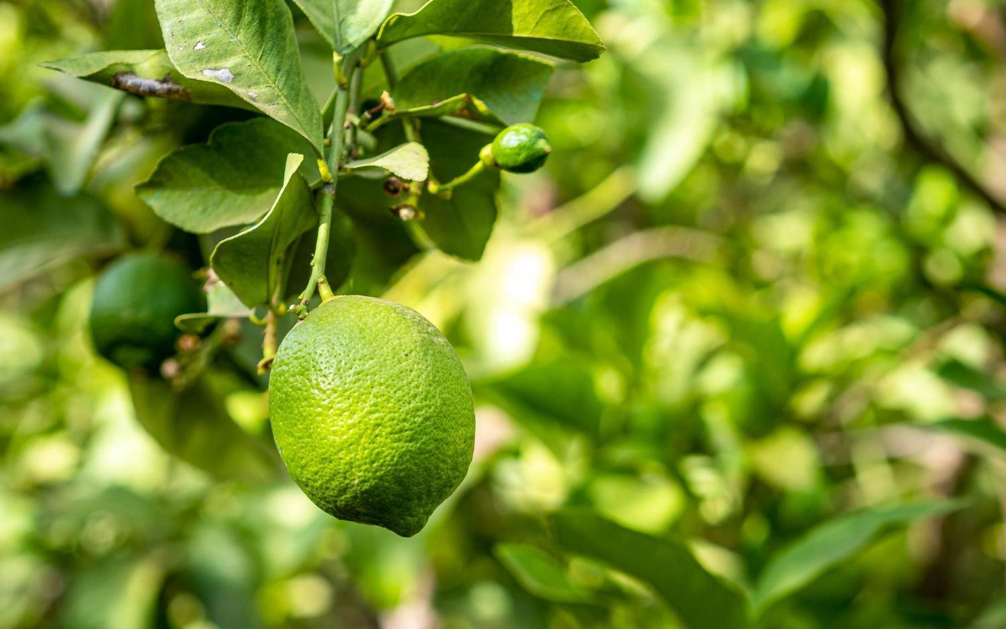 The Lemonary Marrakech Hotel Ouled Moumen Ngoại thất bức ảnh