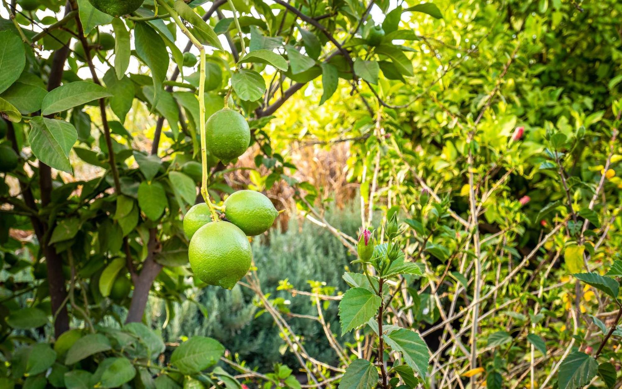 The Lemonary Marrakech Hotel Ouled Moumen Ngoại thất bức ảnh