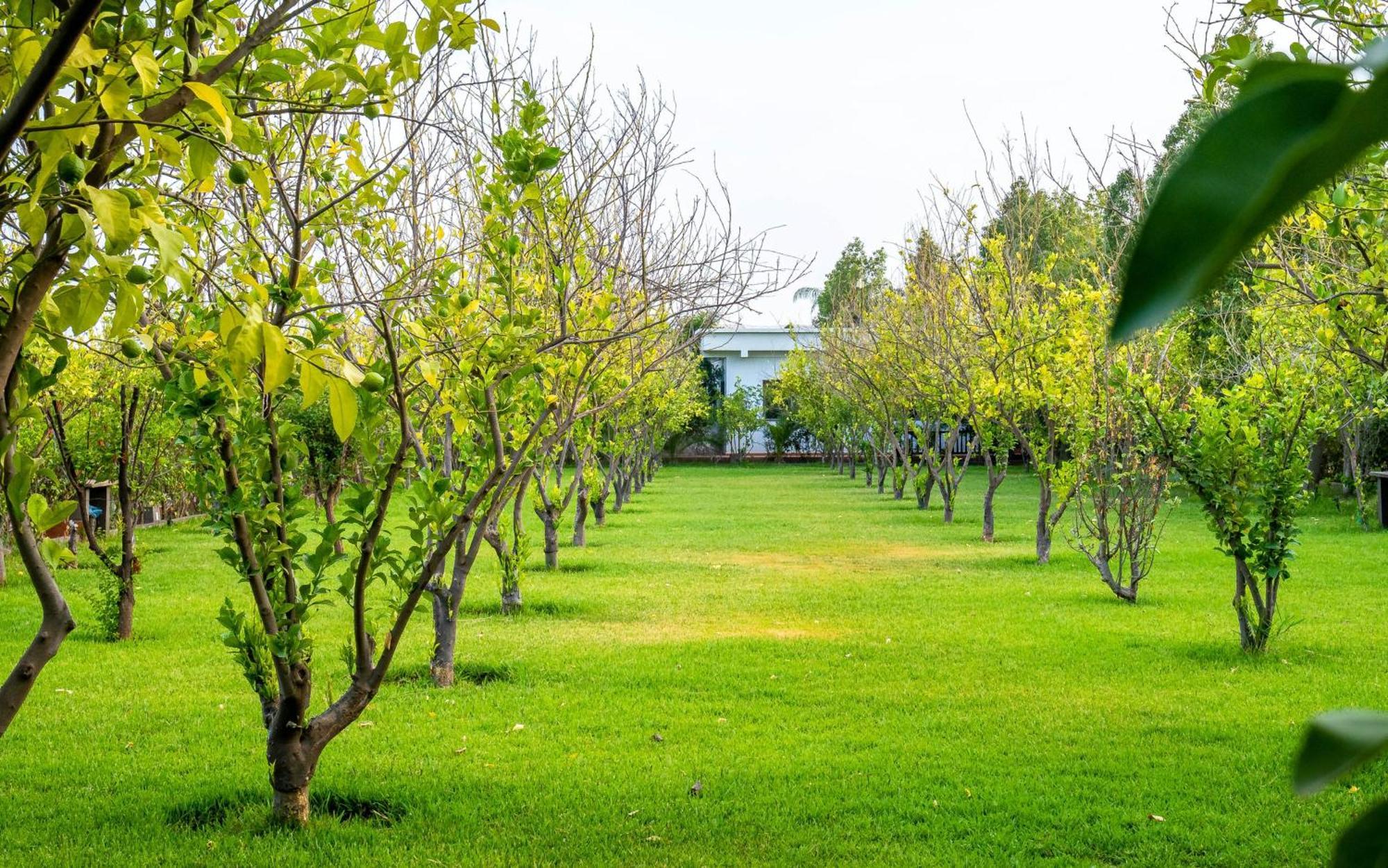 The Lemonary Marrakech Hotel Ouled Moumen Ngoại thất bức ảnh