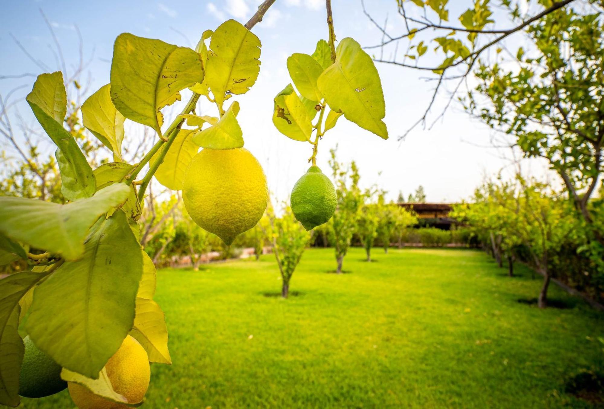 The Lemonary Marrakech Hotel Ouled Moumen Ngoại thất bức ảnh